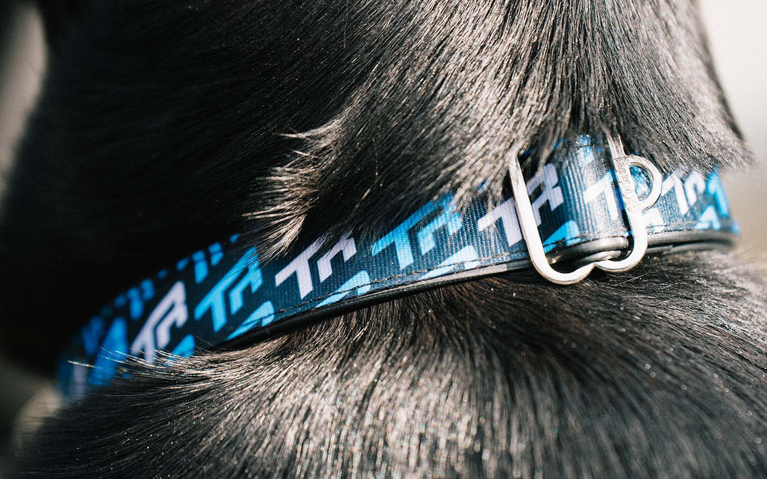 Transition Dog Collar TR Logo
